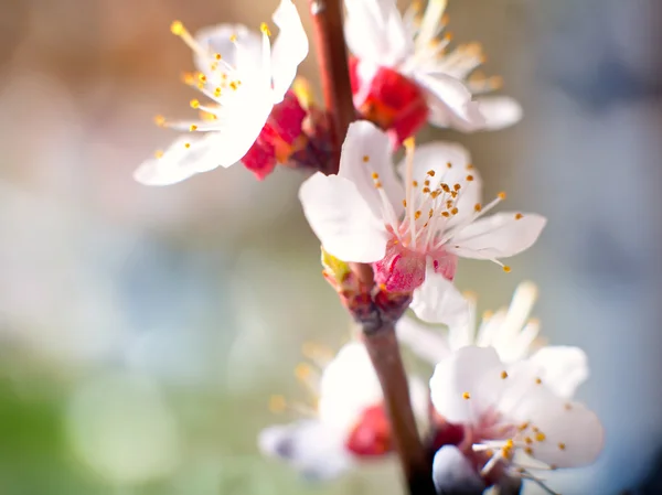 Florecer árbol de primavera — Foto de Stock