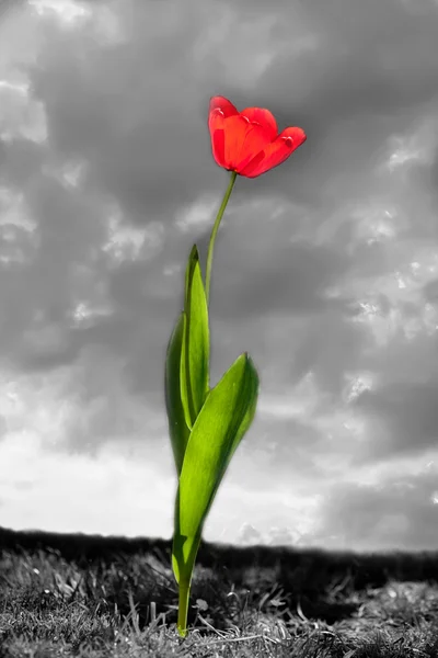 Close Tiro Tulipa Vermelha Bonita Frente Campo Preto Branco Nuvens — Fotografia de Stock