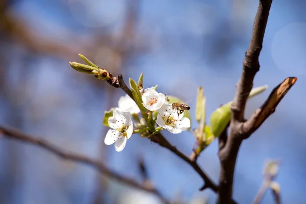 Macro primavera árbol flor — Foto de Stock