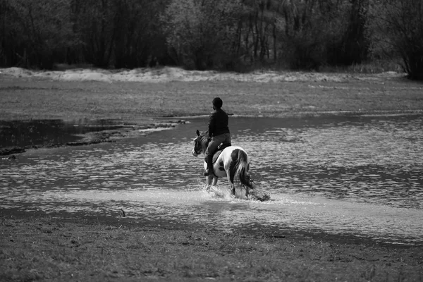 BW görüntü adam ve at ile 