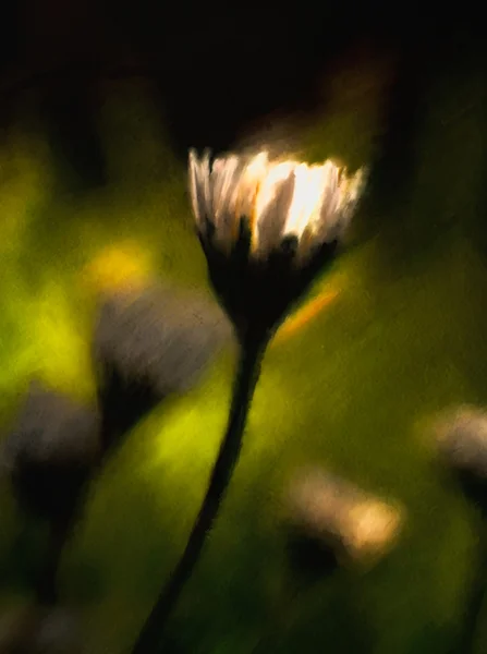 Witte en zwarte bloem — Stockfoto