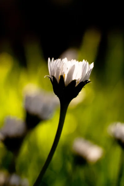 Close Shot Van Mooie Witte Bloemen Onscherpe Achtergrond — Stockfoto