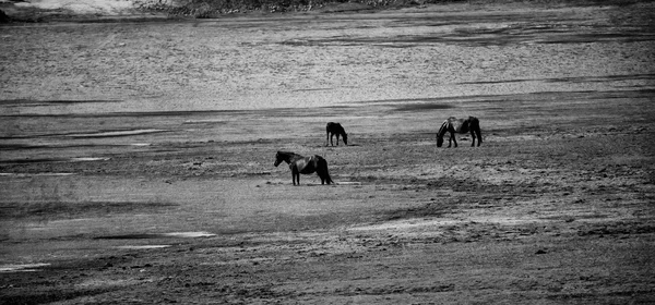 Black White Image Wild Horses Grazing Field — Stock Photo, Image