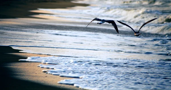 Крупним Планом Знімок Чайок Літають Над Морем — стокове фото