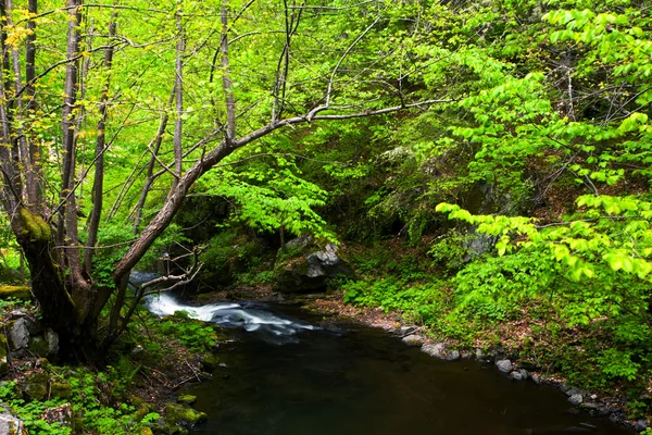 Río verde en las montañas bulgaras — Foto de Stock