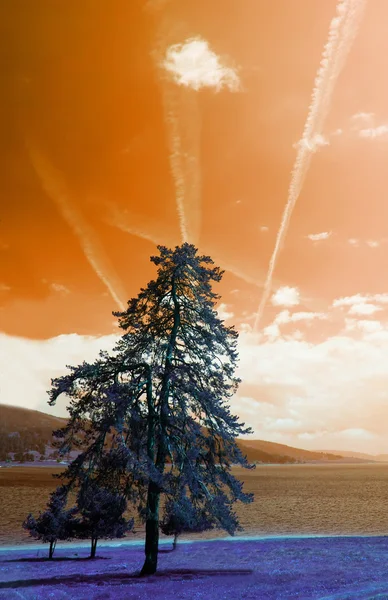 风景秀丽的色调拍摄美丽的树在橙光下山河岸 — 图库照片