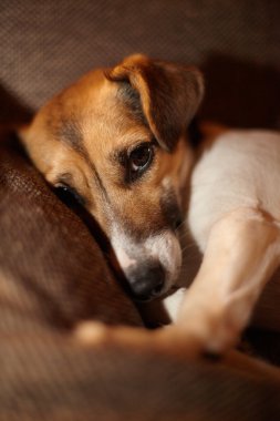 Jack Russel 'ın yatakta rahatladığı yakın plan bir fotoğraf.