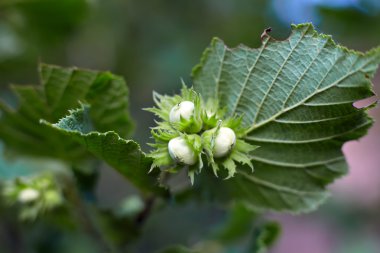 güzel beyaz çiçeklerin yakın çekim