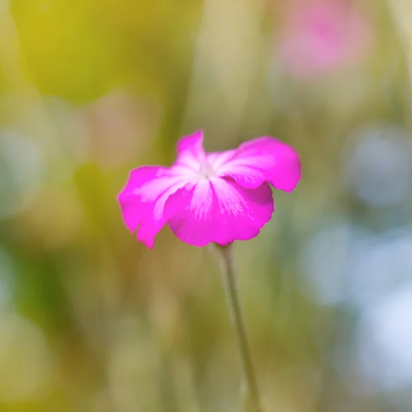 Close Shot Beautiful Pink Flower Blurred Background — Stock Photo, Image