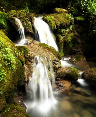 Bulgar ormandaki dikey yatay 