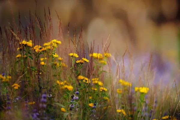 Yellow and blue wild flowers — Stock Photo, Image