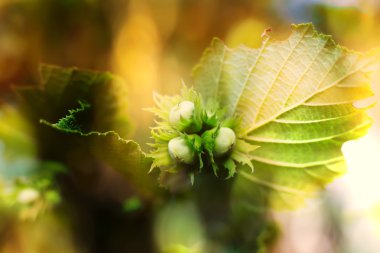 fındık sonbahar makro