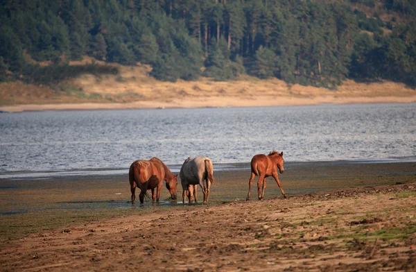 Pferde am See — Stockfoto