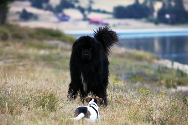 Küçük ve büyük köpek frendship — Stok fotoğraf