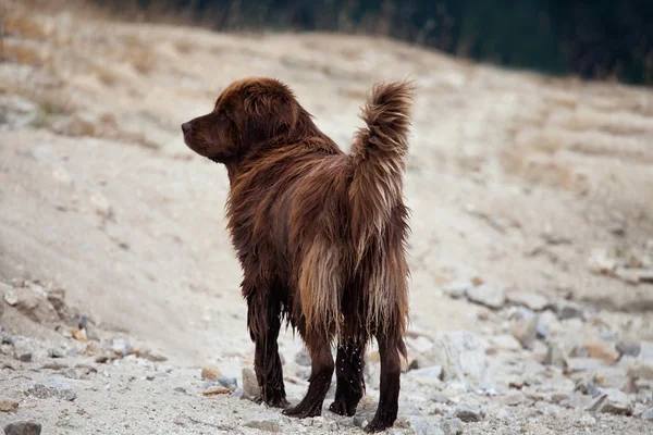 Stora newfaundland hund i ängar — Stockfoto