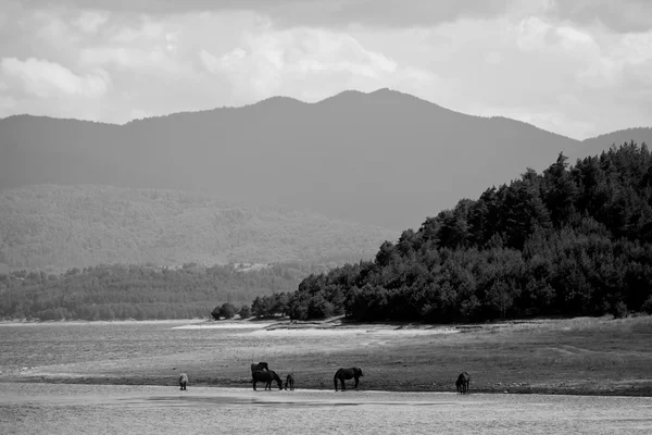 Bw cavalos perto do lago — Fotografia de Stock