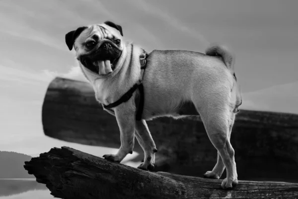 Portret câine Pug — Fotografie, imagine de stoc