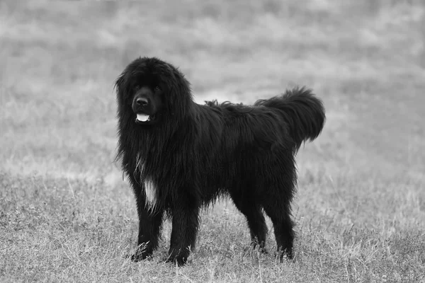 BW hond landschap — Stockfoto