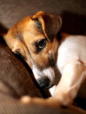 jack Russell terier şirin portre 