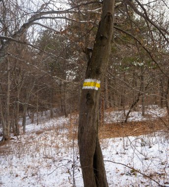 Ormanda bir ağacın ahşap işareti.