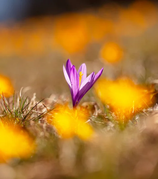 シベリアクロッカス 黄色のネッドブルーの野生の花 ロイヤリティフリーのストック写真