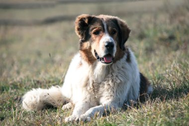 Bulgar beyaz bir köpek 