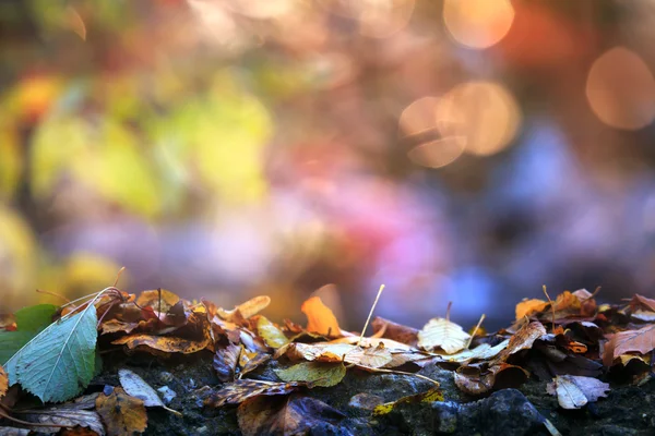 Morbido sfondo autunno colorato — Foto Stock