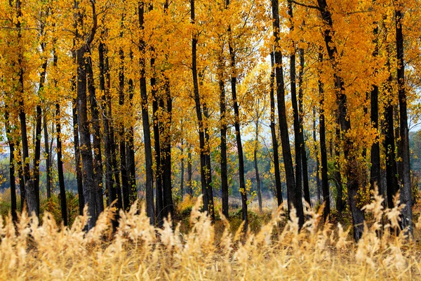 Forêt d'automne dorée — Photo