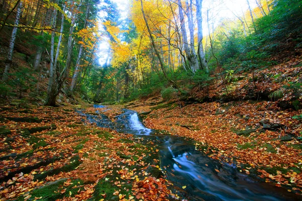 Autunno foresta bulgara — Foto Stock