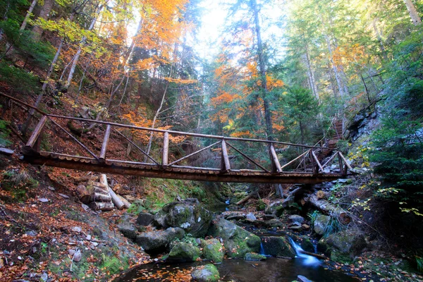 Jembatan kayu di hutan yang penuh warna — Stok Foto