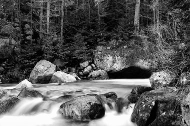 derin orman nehirde BW 