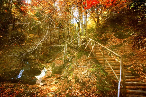 Vintage skog — Stockfoto