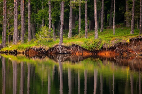 Bomen in lake — Stockfoto