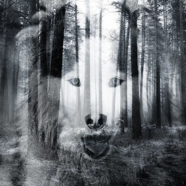 Absztrakt kutya portré — Stock Fotó