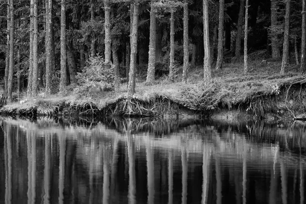 Bw lago e árvores — Fotografia de Stock