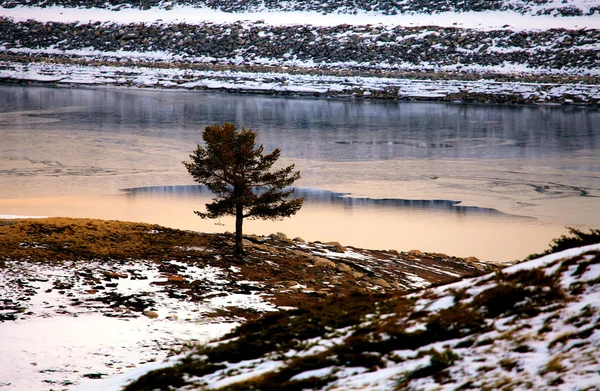 Одно зимнее дерево — стоковое фото