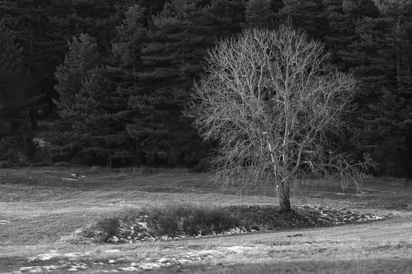 Bw árvore de inverno — Fotografia de Stock