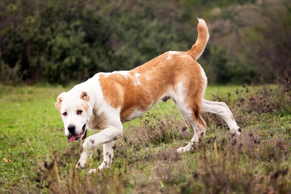 Hund av alabai på høstenger – stockfoto