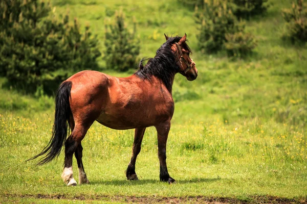 在绿草地上的马 — 图库照片