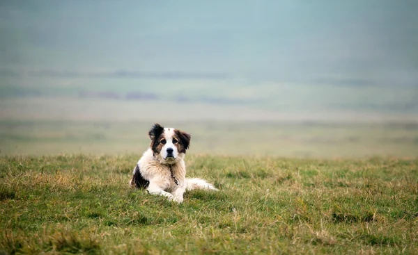 Beyaz koyun köpek — Stok fotoğraf