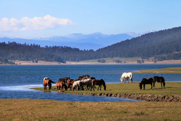 Horses in mountains — Stock Photo, Image