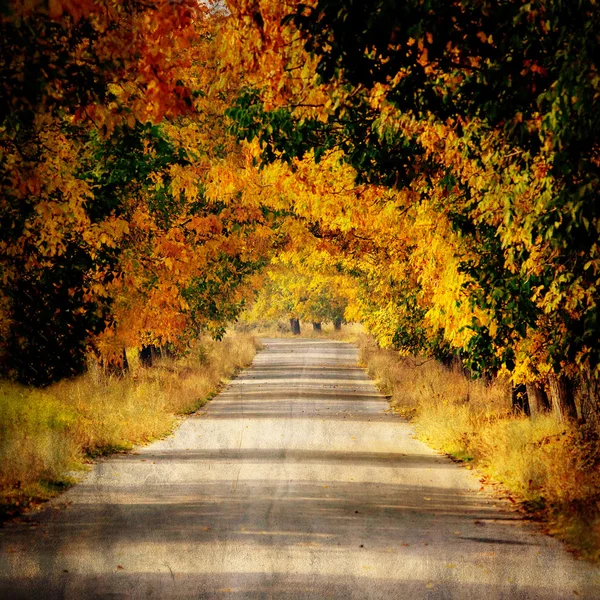 Route en automne — Photo