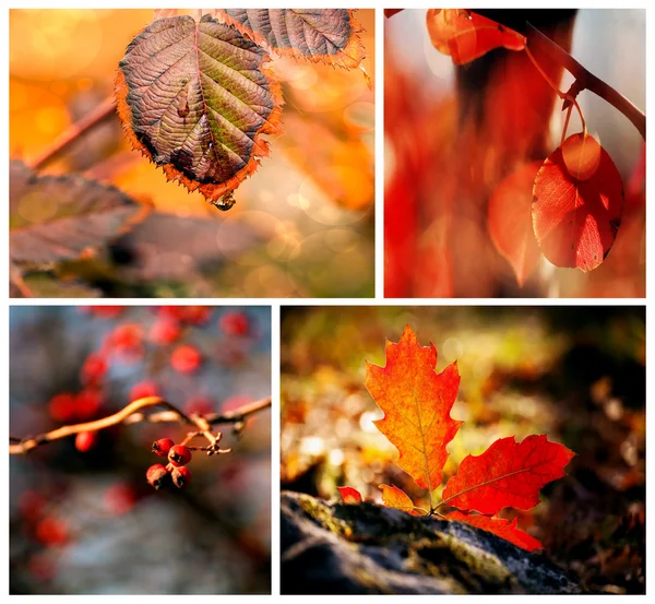 Herfst rood details — Stockfoto