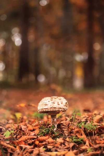 Small mushroom in forest — Stock Photo, Image