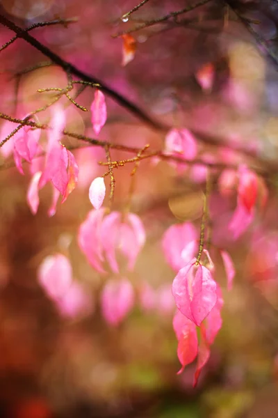 Hojas rosadas de otoño — Foto de Stock