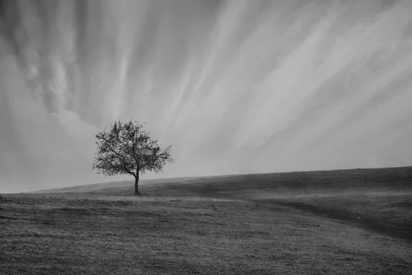 Bw tre em prados — Fotografia de Stock