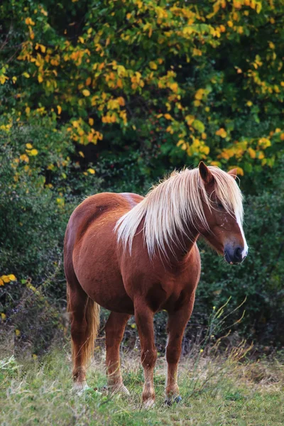 马在秋天的草地上 — 图库照片