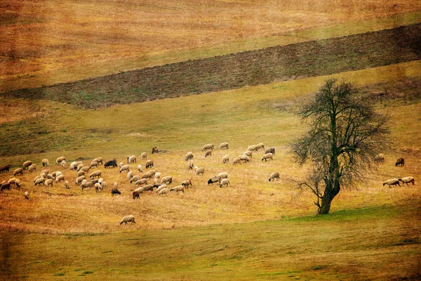 Vintage sheep and meadows panoramic landscape — Stock Photo, Image