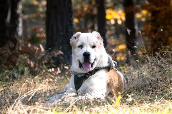 Pies biały Owczarek środkowoazjatycki — Zdjęcie stockowe