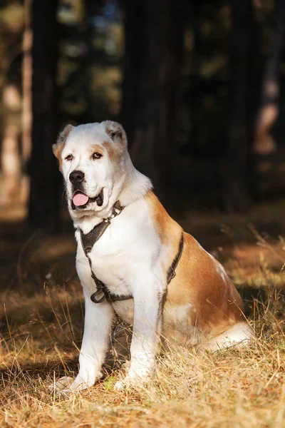 Vertikala herdehund valpar porträtt — Stockfoto